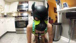 My Omega Puppy Playing With His Toys and Eating Out of His Bowl